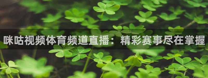 河豚nba直播官网