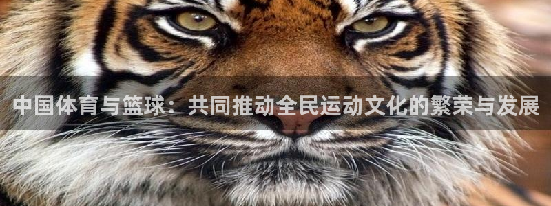 河豚直播nba